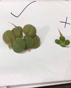 Phyllanthus fluitans-Red root Floaters Live