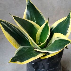 Big Size Dwarf Varieties (3 Different Variety)