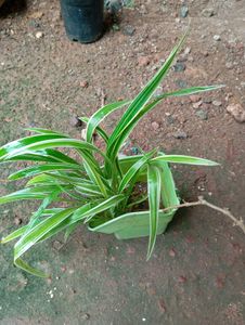 Spider Plant