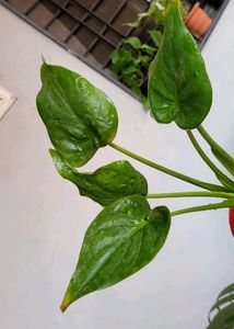 Alocasia cucullata (Elephant Ear) Plant &amp; Pot
