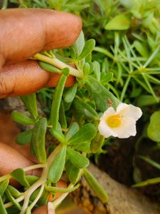 White Combo Table Rose And Portulaca 3 Plant