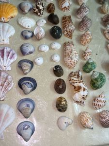 Seashell Collection