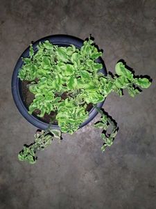 Jacob's Ladder Plant