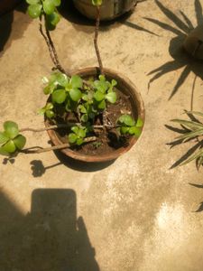 Lucky Jade Plant With Root Outdoor-indoor