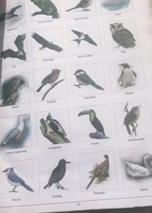 Student Educational Pictorial Chart