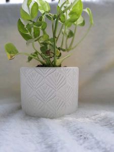 Concrete Pot With Live Plant
