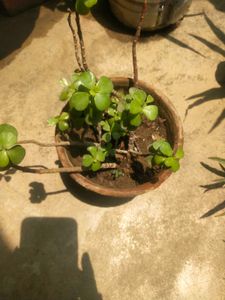 Lucky Jade Plant With Root Outdoor-indoor
