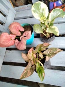 Air Purifying Snygonuims N Peperomia Combo