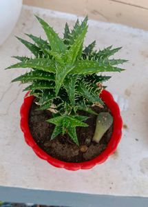 SUCCULENT PLANT WITHOUT POT
