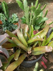 5 Set Of Very Healthy Plants
