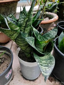 Combo Of 3 Types Snake Plant