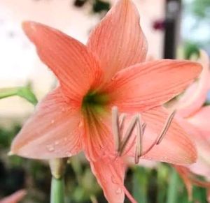 Amyrus Lilly Bulb , Colour - Peach ........Pack Of 1 Bulb