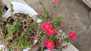 Portulaca Plant Cutting -Dark Peach Colour