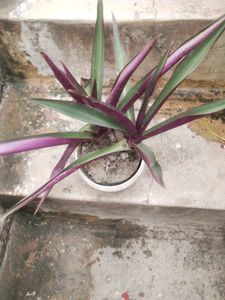 Combo Desi Alovera And Rehio Plant With Root