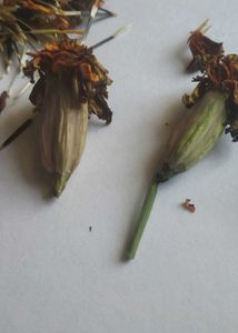 Basil Tulsi Seeds