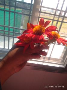Sun Flower Sheed