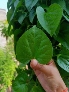 Thippatheega/ Giloy Ayurvedic Live Plant/Cuttings
