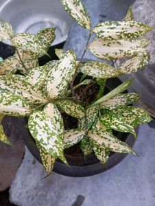 Gold Dust Plant - Gorgeous Foliage!