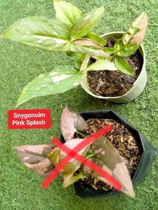 Assorted Sansevierias And Snygonuims Combo