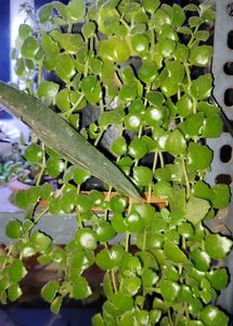 Tangled Heart Vine With Pot