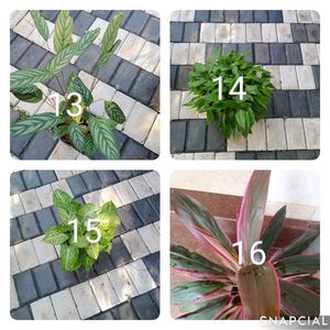 You Can Select 10 Live Root Plants