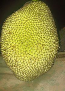 Organic Jackfruit Kathal Upto 1.5kg