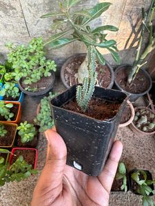 Fairy Castle Cactus