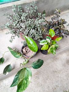 2 Varigated  N Two Hanging Plants Combo