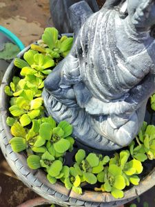 Water Plant