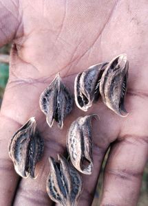 Bat Head Root,Thelukondi Kaya, Vinchu Devil Seeds