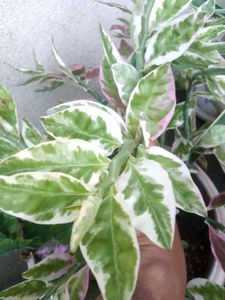 Devil's Backbone Plant