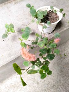Bonsai And Mix Plants