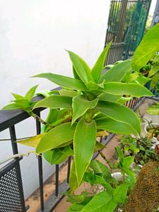 Live Basket Plant (Large, without pot)