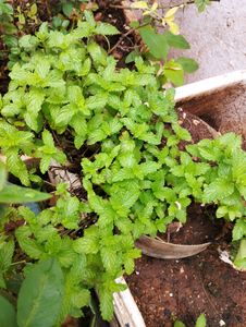 Mint Plant