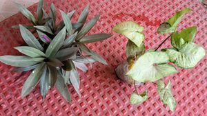 Set 2 Arrowhead & Moses In The Cradle Plants 🪴