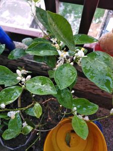 Mini Japanese Orange Plant