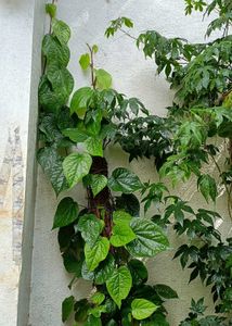 Betel Leaf Plant