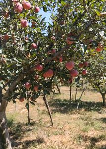 Hot Climate Apple Plant Anna, Hermann99, Golden 100℅ Gauranteed