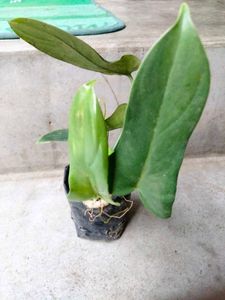 Plants Combo