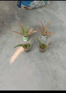 Aloe Vera Plant