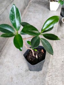 2 different Leaves Shape Ficus N 1 Jade Plants .
