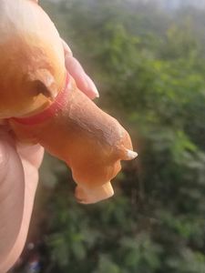 Bulldog Bobblehead Statue For Garden Home decor