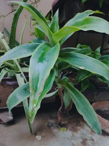 Healthy Indoor Plants