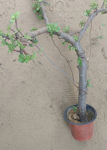 Bonsai Jate Plants Healthy Any One Item Delivered