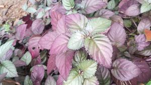 Red Flame IVy Plant | Murikootty | Hemigraphis