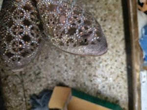 Embellished Party Wear Heels In 39 Number