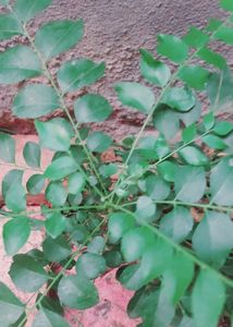 Kuripitta Plant (कडीपत्ता) We Use Leaves Of This Plant While Cooking It Have Multiple Benefits For Healthy Lifestyle And It Improves The Emunity Pawor