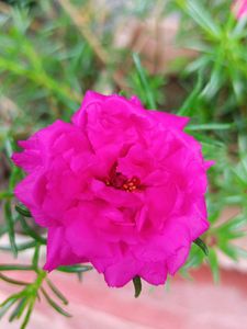 Four Colours Portulaca 12 Sticks