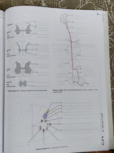 Human Anatomy Vol. 4 with workbook