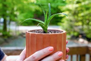 Young Aloe Vera Plant